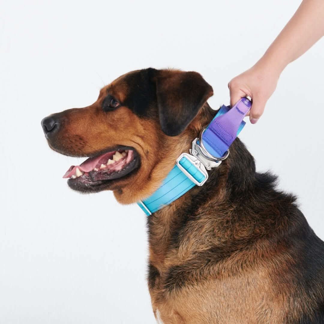 Image of Comfort Control Dog Collars