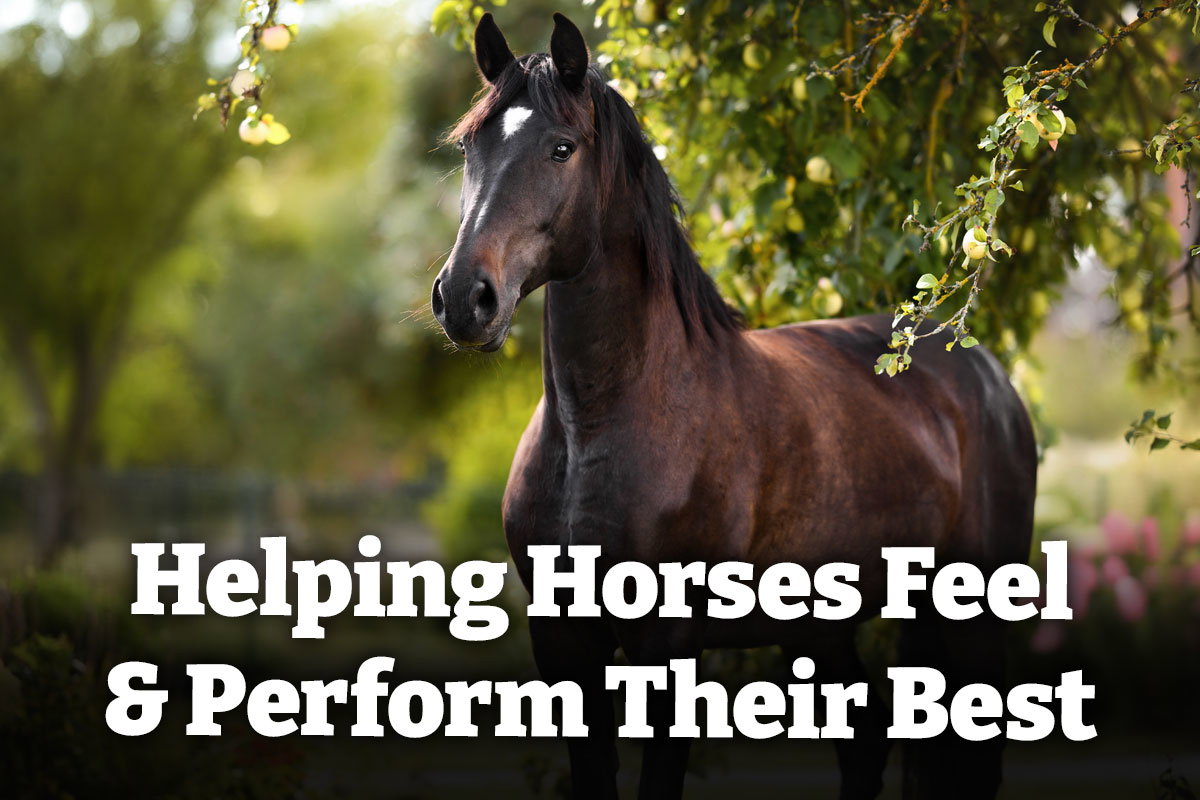Helping Horses Feel & Perform Their Best - Shop Horse Supplements