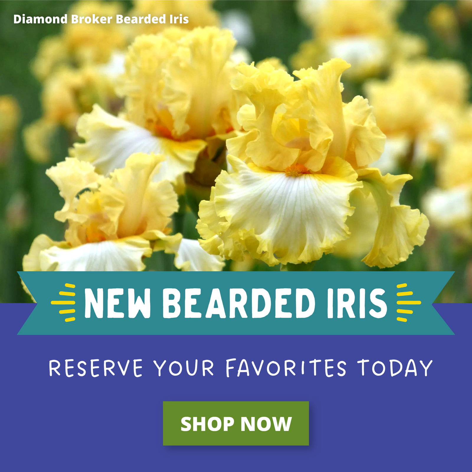 New Bearded Iris Reserve Your Favorites Today