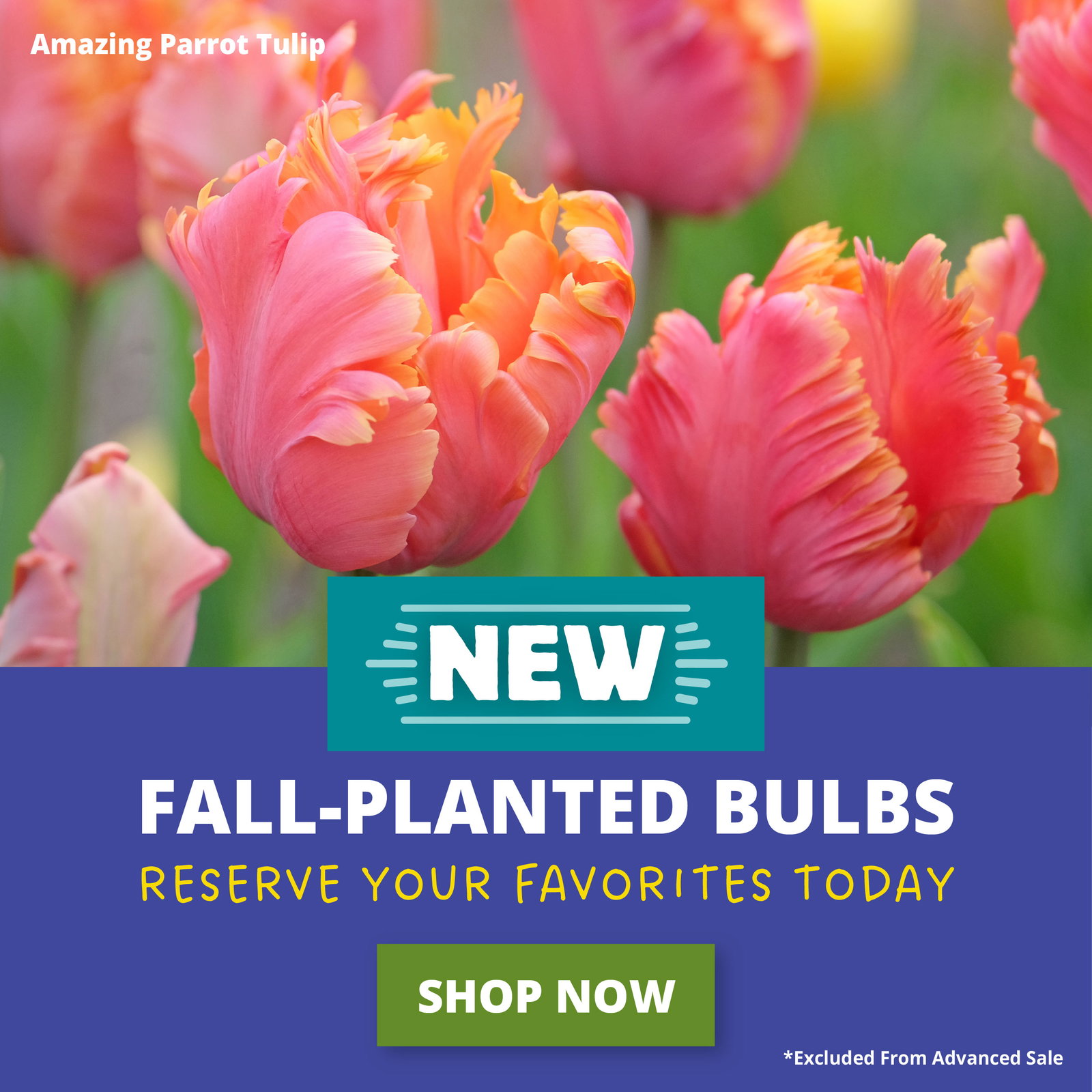 New Fall-Planted Bulbs