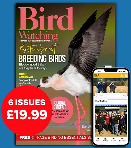 Bird Watching