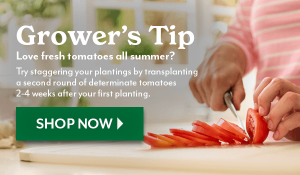 GROWER'S TIP - transplant tomatoes every 2-4 weeks for continuous harvests