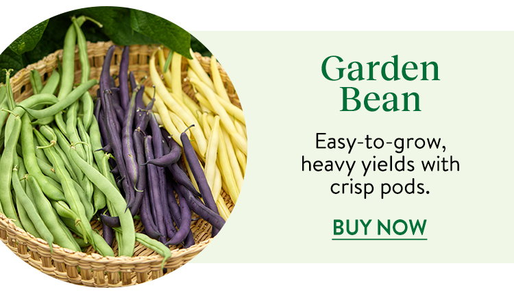 Bean Seeds