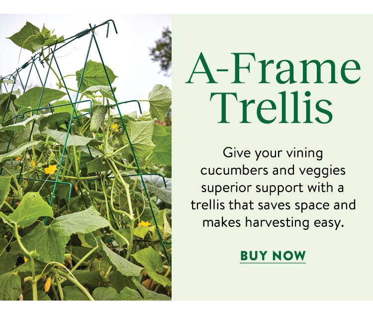 Squash and Cucumber A-Frame