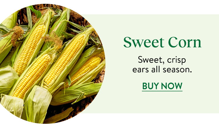 Corn Seeds