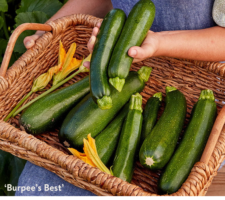 Summer Zucchini