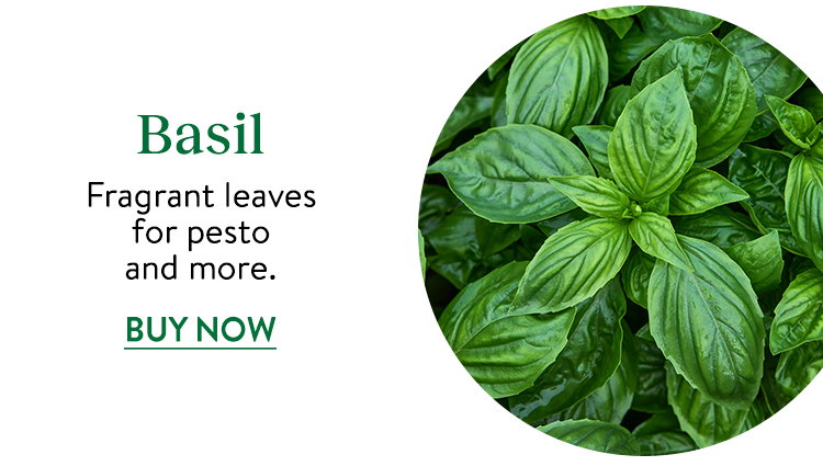 Basil Seeds & Plants