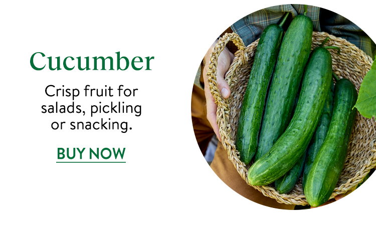 Cucumber Seeds