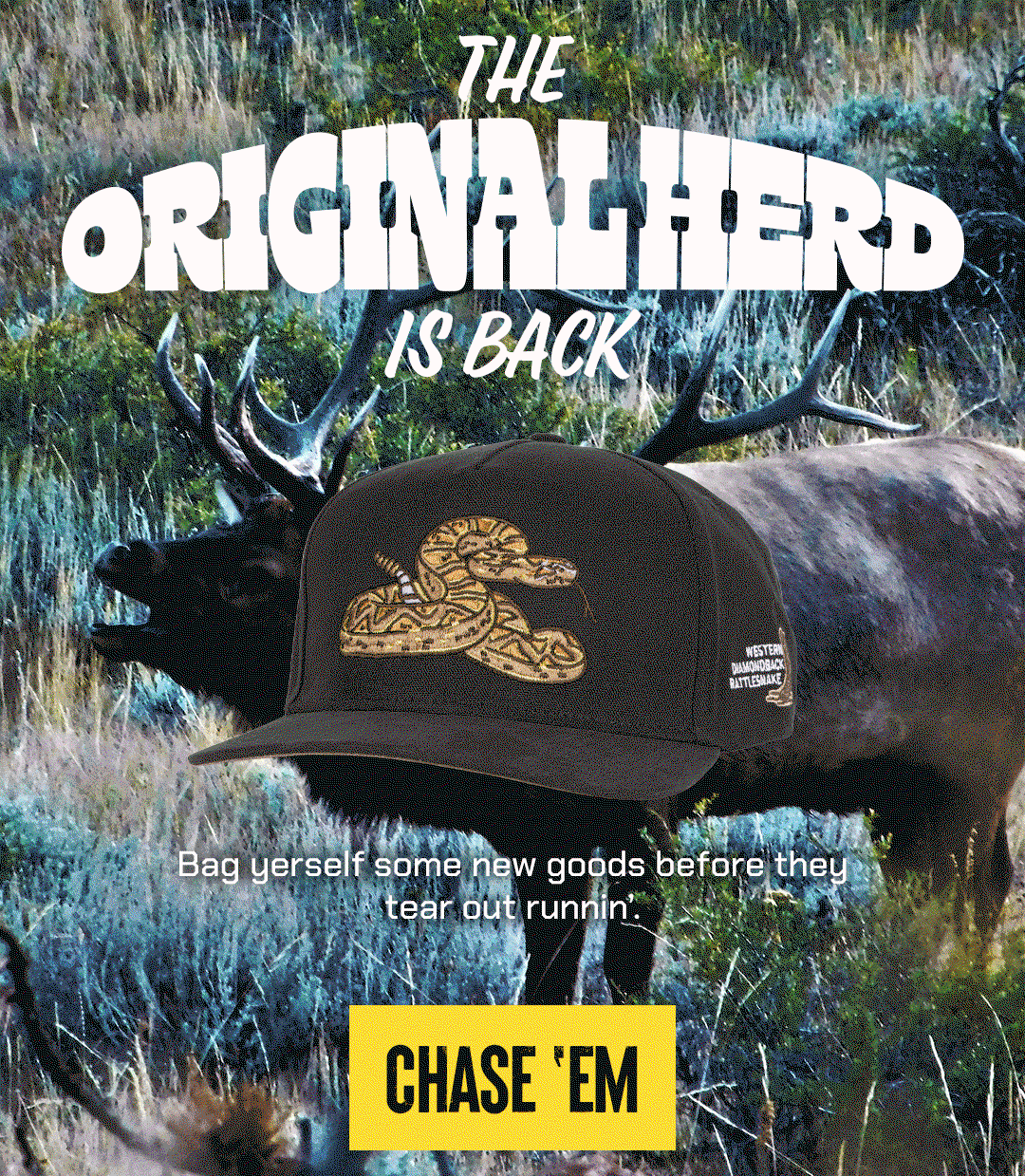 Shop the Animale Collection