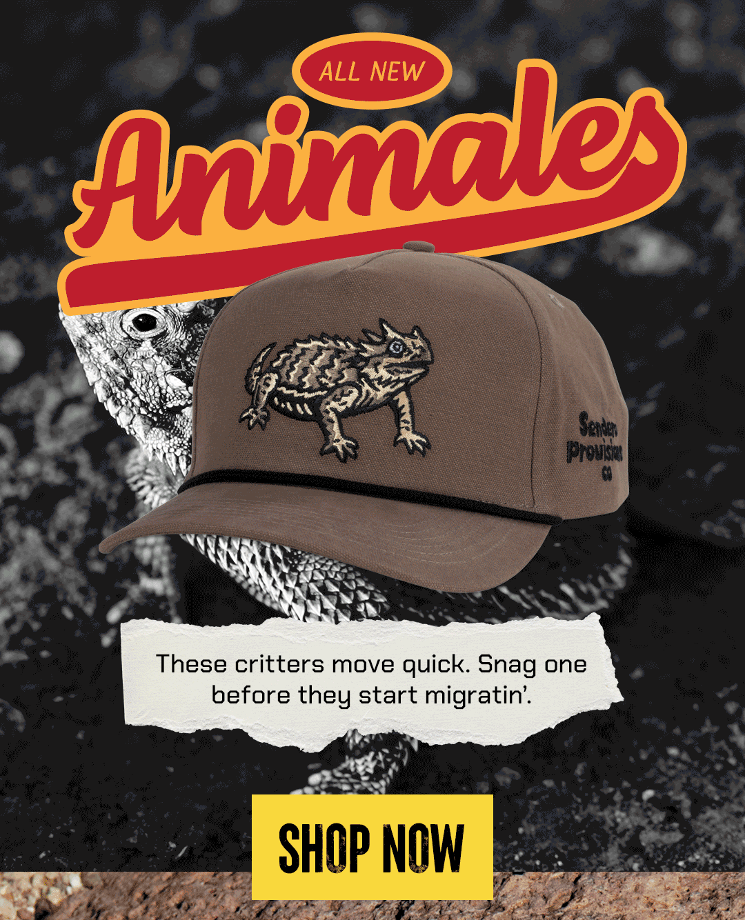 Shop the Animale Collection