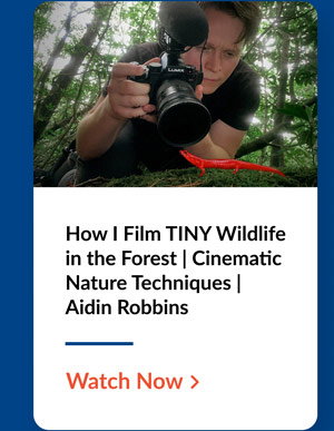 Title: How I Film TINY Wildlife in the Forest | Cinematic Nature Techniques | Aidin Robbins