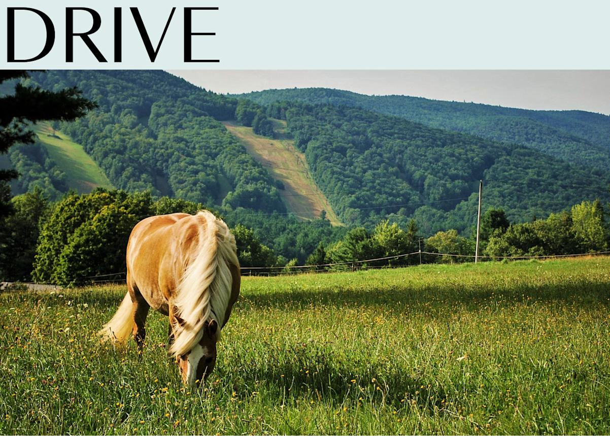 Horse in a field