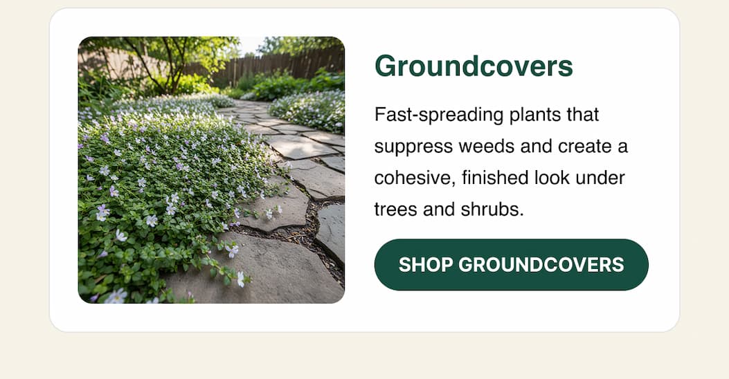 Groundcovers
