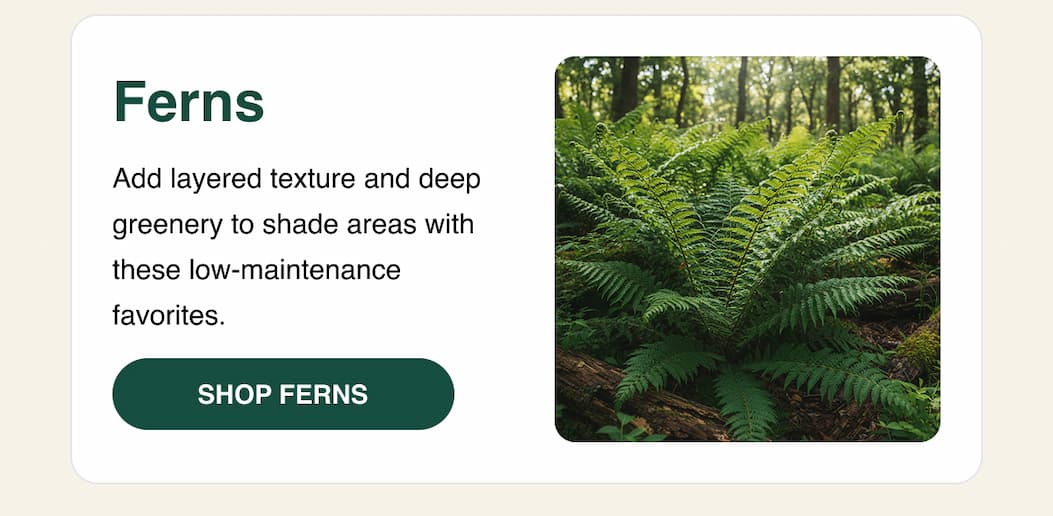 Ferns