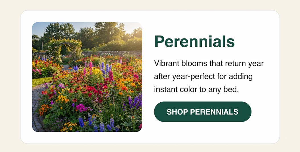 Perennials