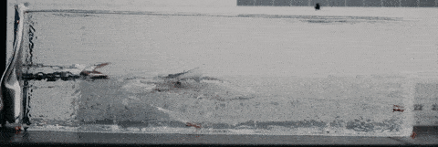 GIF animation of 300blk 196gr ammunition into a ballsitic gel block and fracturing
