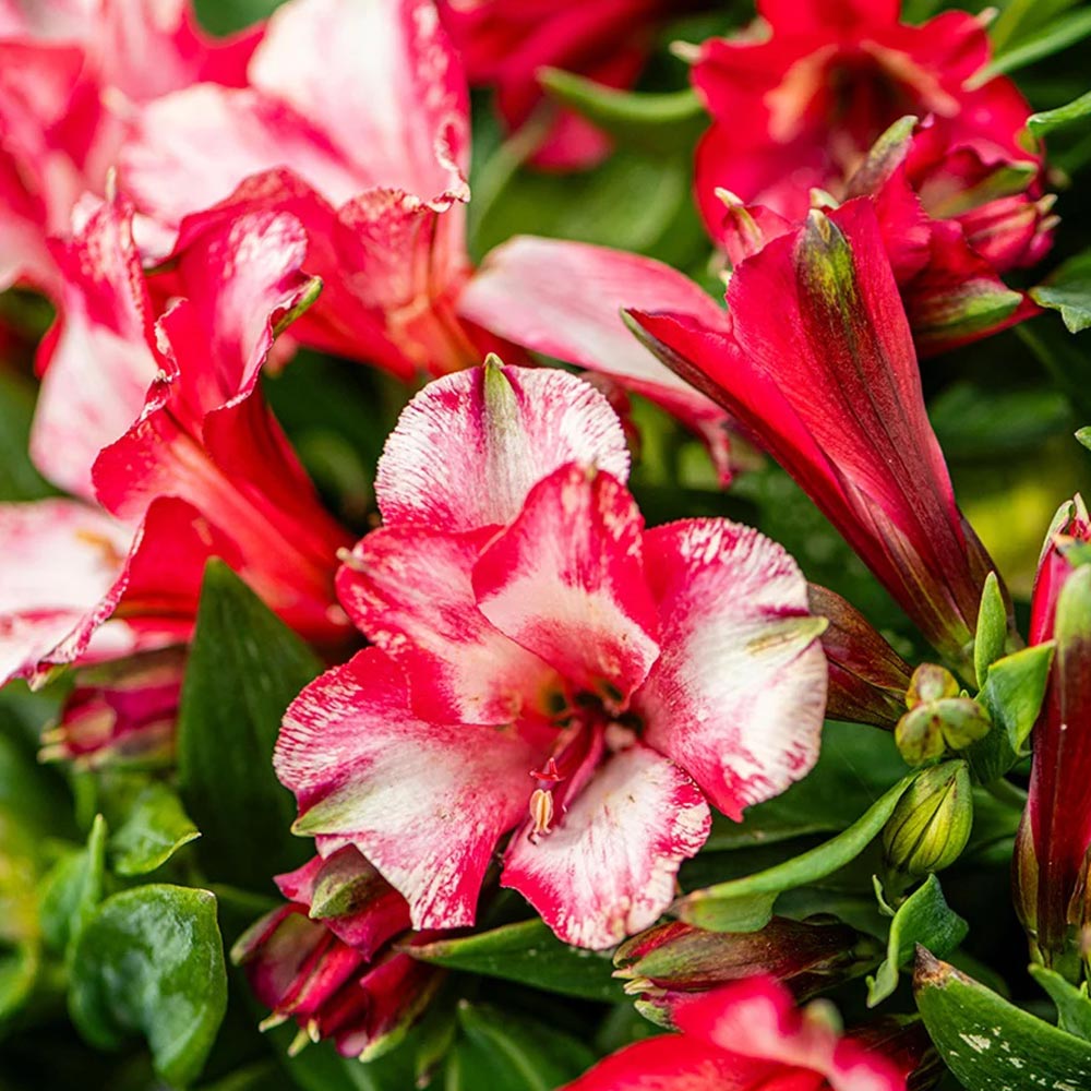 Alstroemeria 'Inticancha Mirabel'