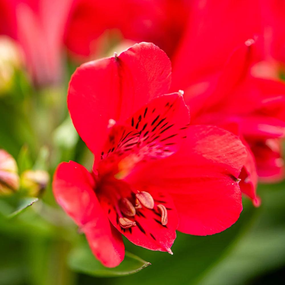 Alstroemeria 'Inticancha Valentino'