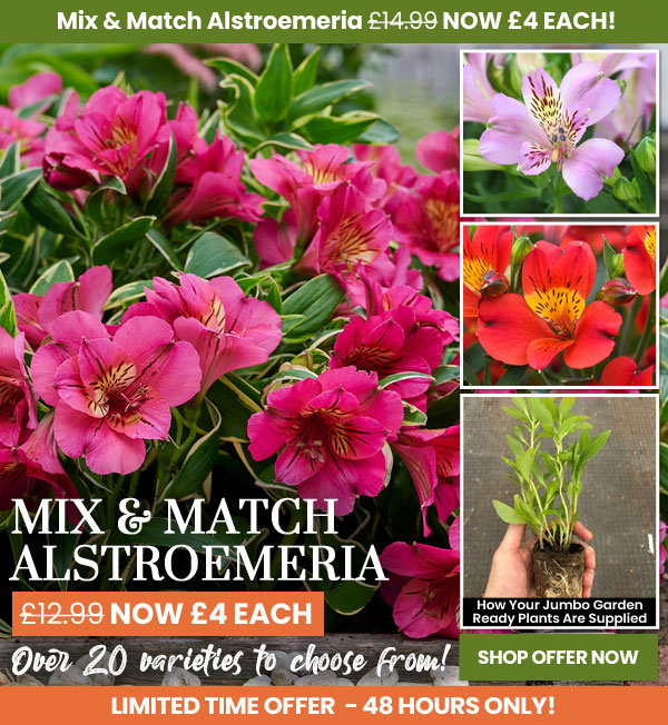 Alstroemeria Mix & Match