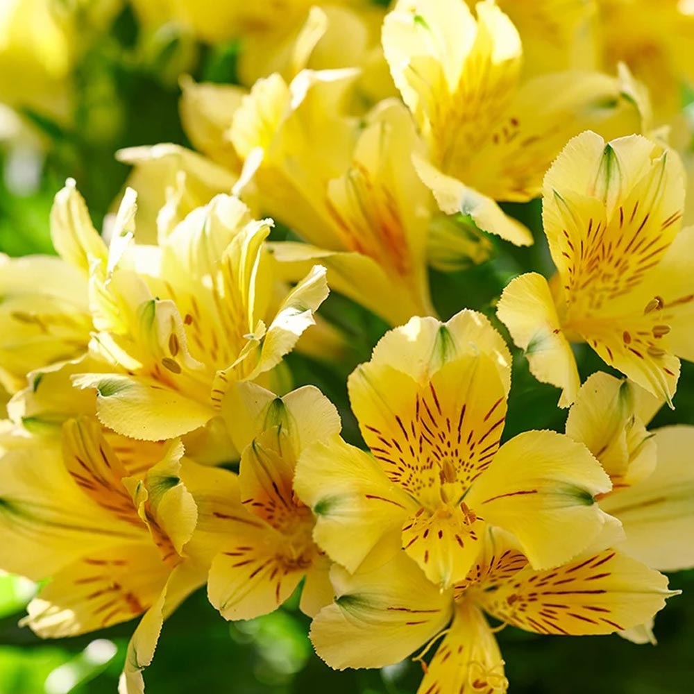 Alstroemeria 'Inticancha Havana'