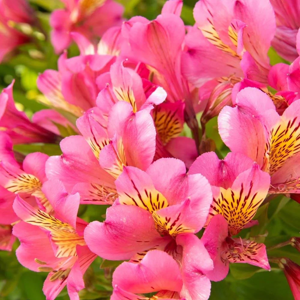 Alstroemeria 'Summer Rose'