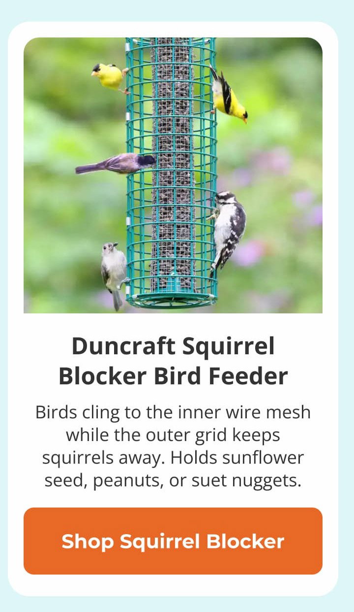 Duncraft Squirrel Blocker Bird Feeder