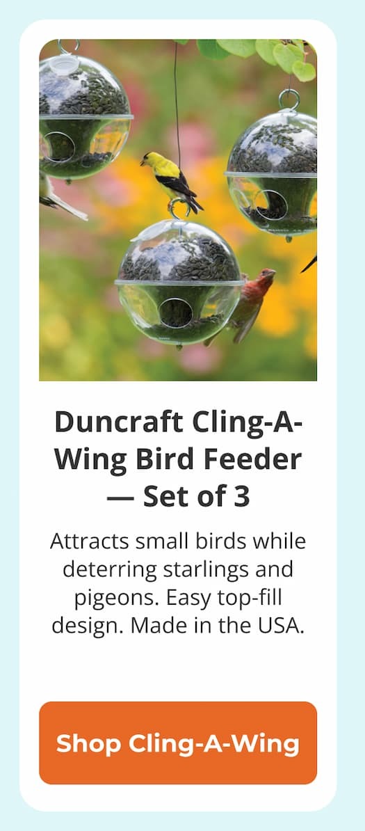 Duncraft Cling-A-Wing Bird Feeder — Set of 3