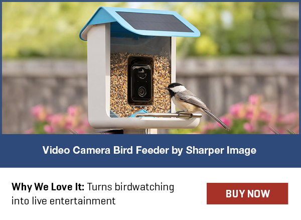 Video Camera Bird Feeder by Sharper Image