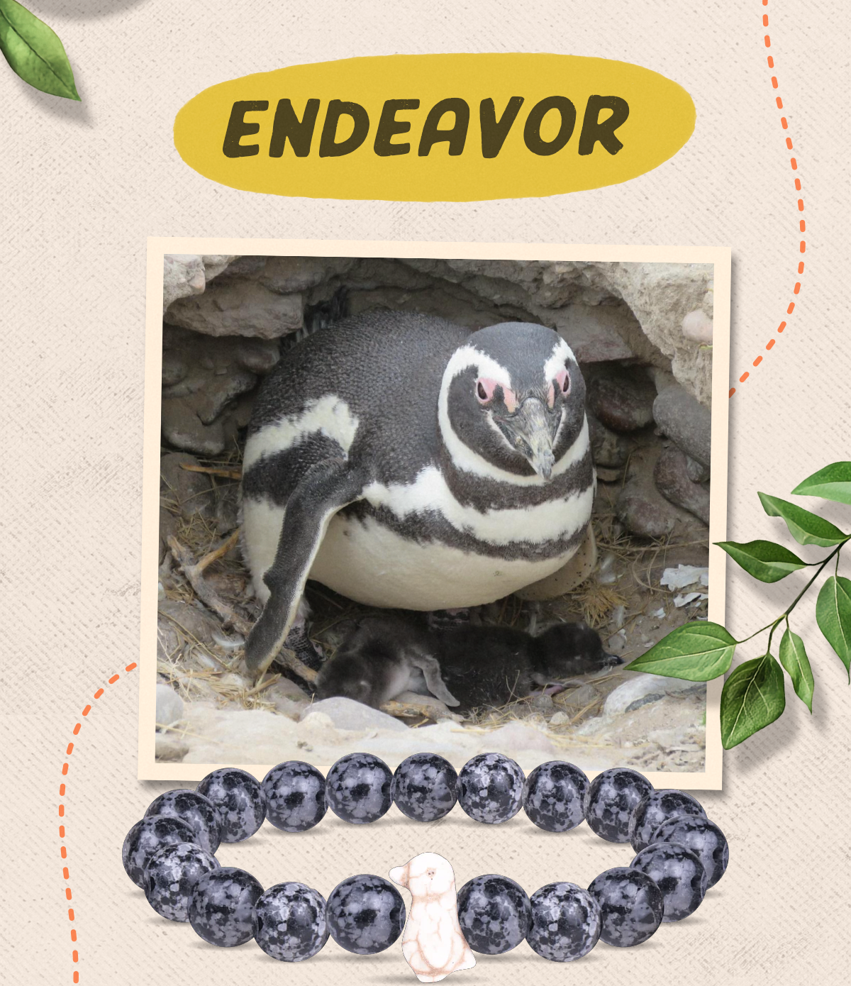 Endeavor is a curious and energetic Magellanic penguin who is always eager to explore beyond his usual paths. Despite his adventurous spirit, he is a devoted partner and father who always returns with a belly full of fish for his family.