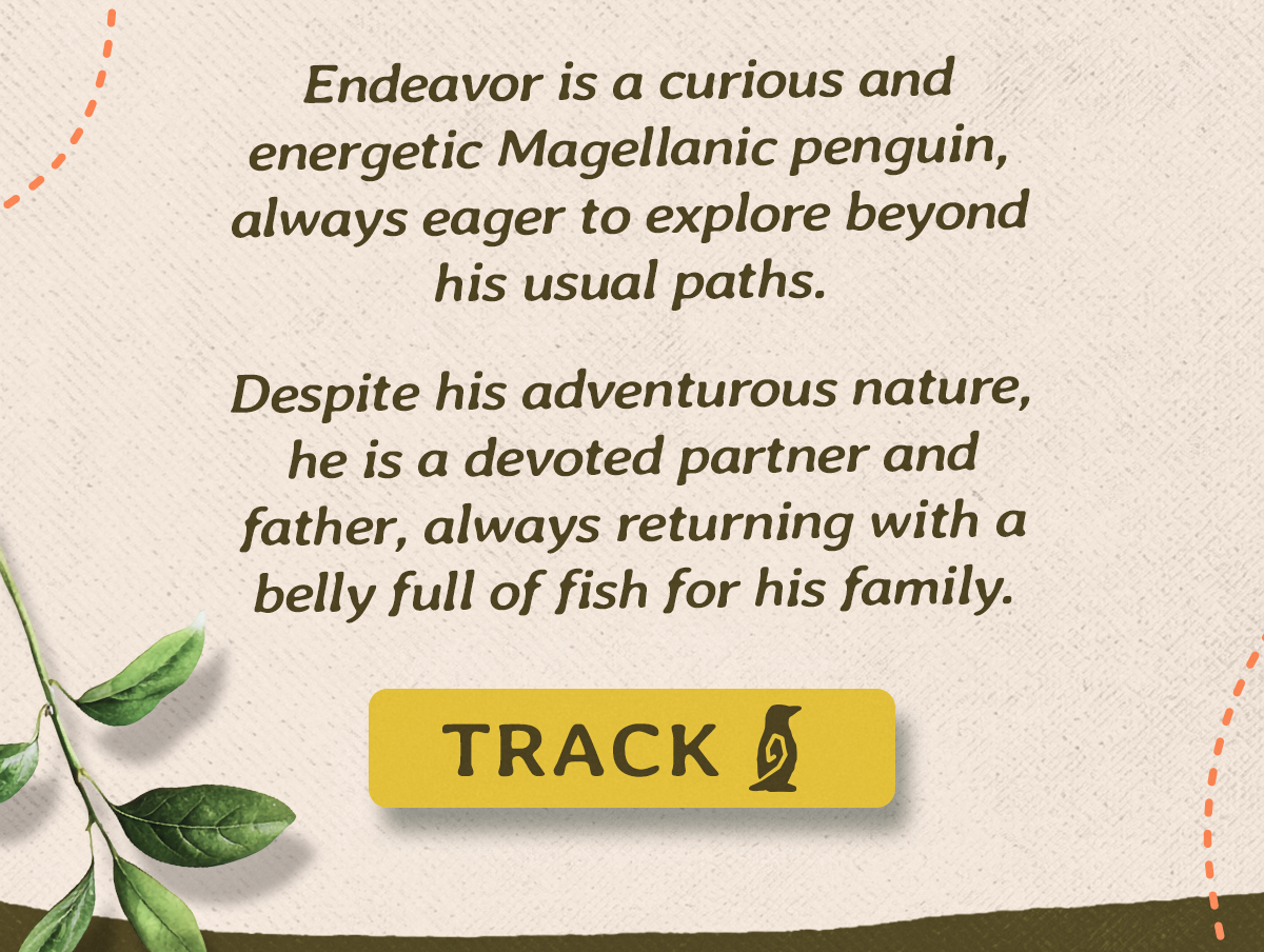 Track Endeavor, the Magellanic penguin dad who proves that adventure and devotion go hand in hand. Grab your S0: Origins tracking bracelet now and follow his journey long after he leaves the Fahlo site.