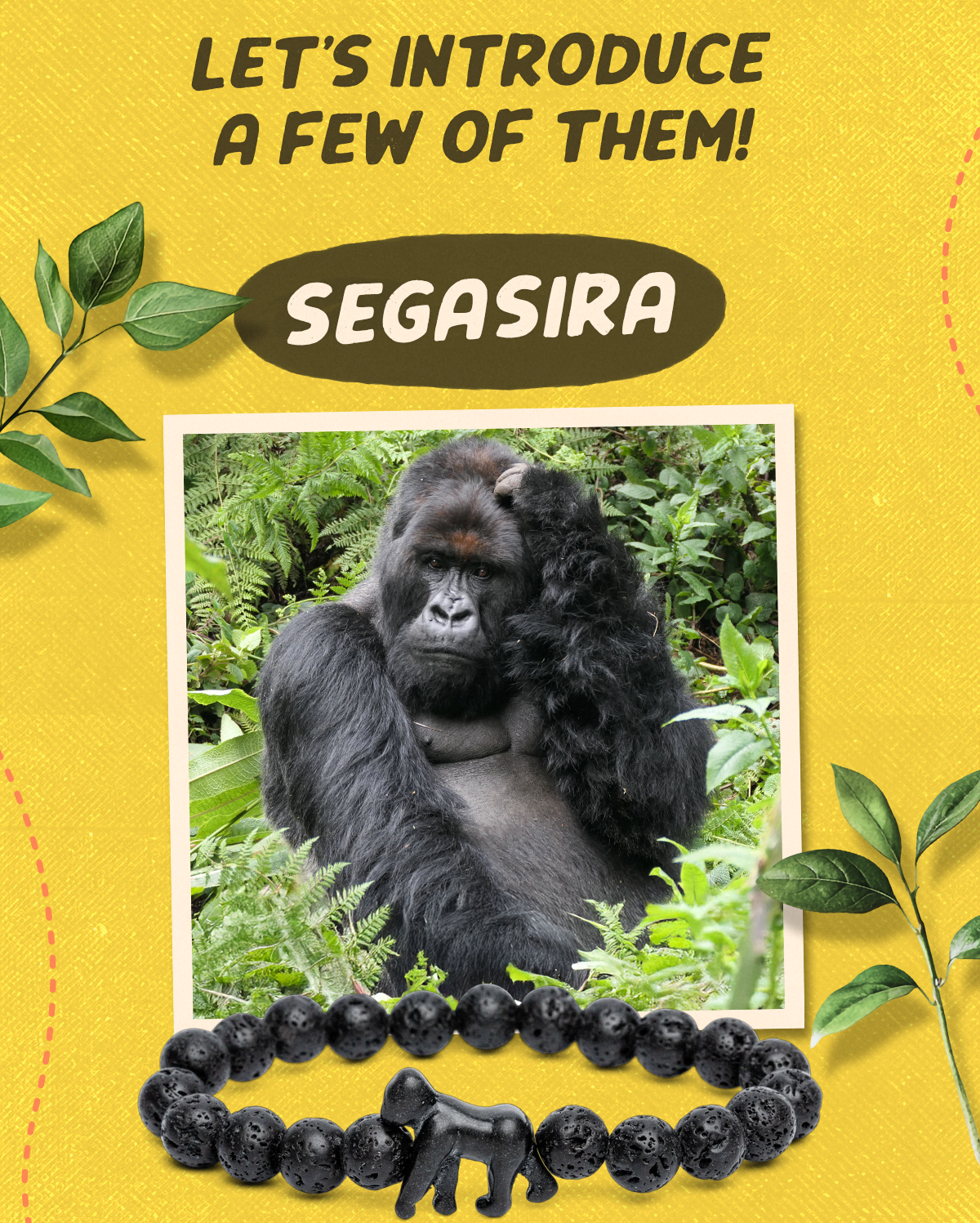 Meet Segasira, the silverback gorilla who stands as the sole male in his group, ensuring the safety and well-being of his family. His peaceful nature is a testament to the legendary legacy of his father, Titus.