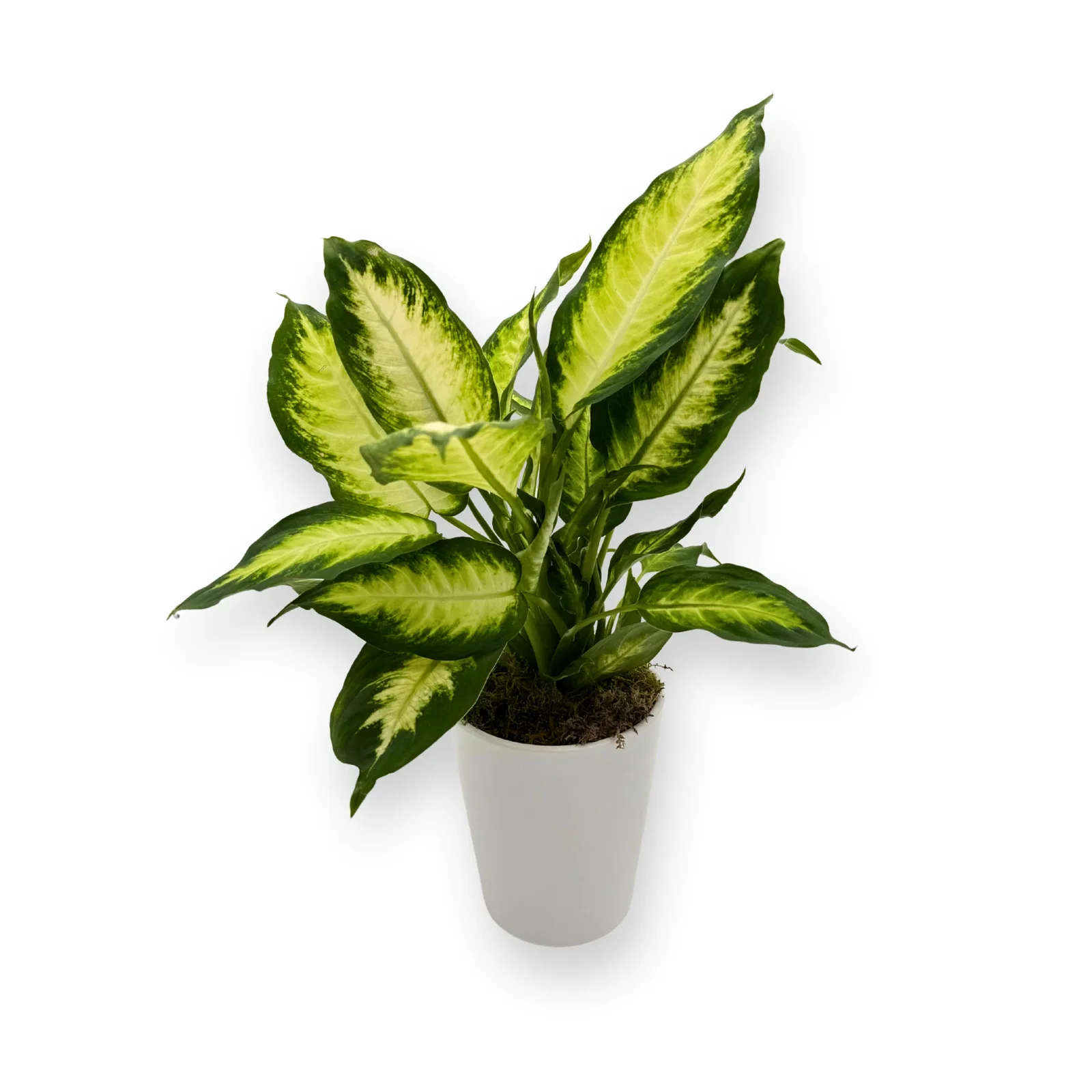 Image of Potted Diffenbachia Plant