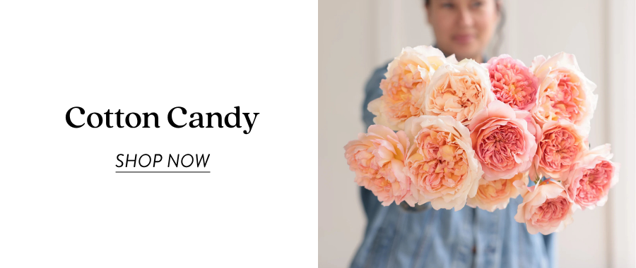 Product feature for “Cotton Candy,” showing a person holding a bouquet of peach, blush, coral, and pink garden roses. Text on the left reads “Cotton Candy” with a “Shop Now” link.