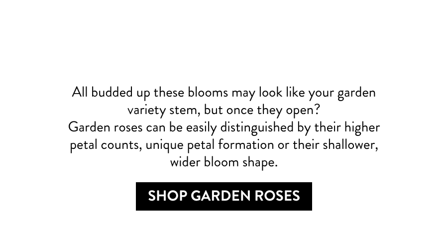 Text reads, “All budded up these blooms may look like your garden variety stem, but once they open? Garden roses can be easily distinguished by their higher petal counts, unique petal formation or their shallower, wider bloom shape.” A black “Shop Now” button appears below.