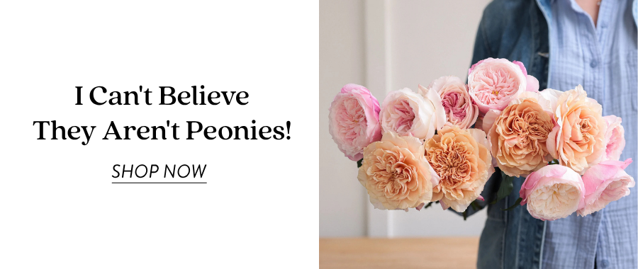 Product feature for “I Can’t Believe They Aren’t Peonies! x2” showing a person in denim holding a bundle of peach, blush, and pink garden roses. Text on the left reads “I Can’t Believe They Aren’t Peonies!” with a “Shop Now” link.