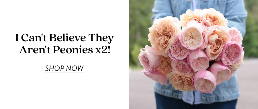Product feature for “I Can’t Believe They Aren’t Peonies! x2” showing a person in denim holding a bundle of peach, blush, and pink garden roses. Text on the left reads “I Can’t Believe They Aren’t Peonies! X2” with a “Shop Now” link.