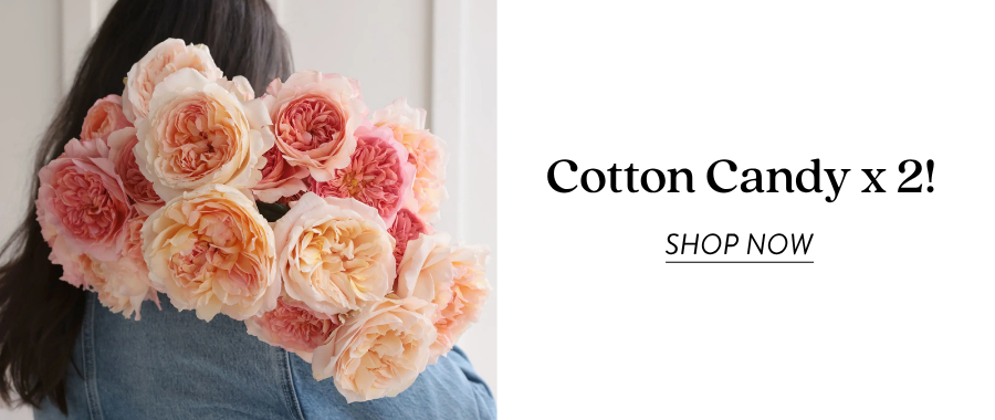 Product feature for “Cotton Candy X2,” showing a person holding a bouquet of peach, blush, coral, and pink garden roses. Text on the left reads “Cotton Candy x2” with a “Shop Now” link.