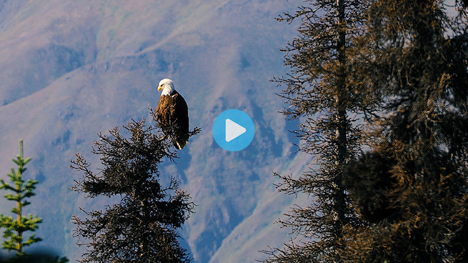 William's Alaska adventure - click to watch video