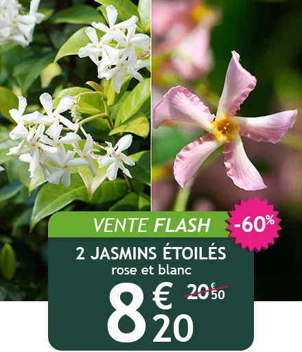 Le lot de 2 jasmins étoilés est à -60%!