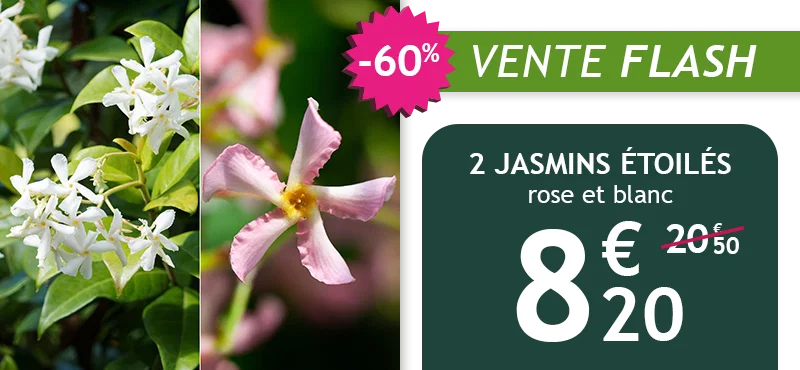 Lot de 2 jasmin étoilé à -60%