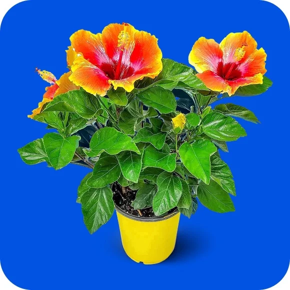 Patio & garden