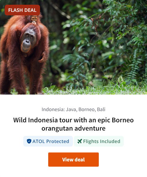 Wild Indonesia tour with an epic Borneo orangutan adventure