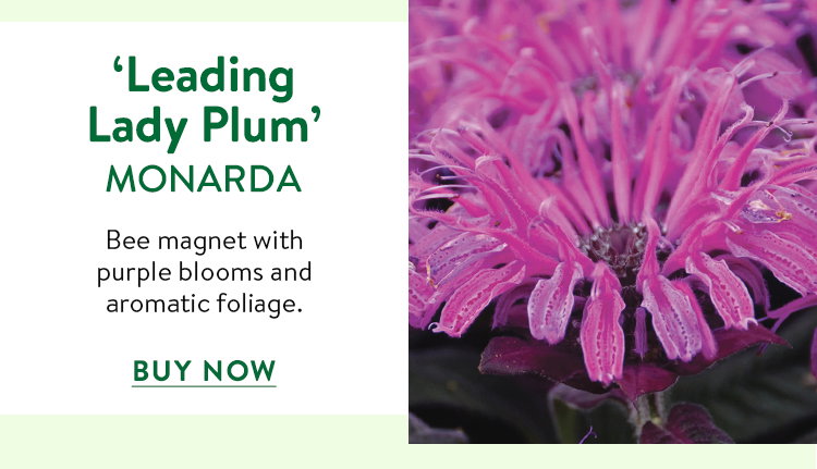 Leading Lady, Monarda Didyma