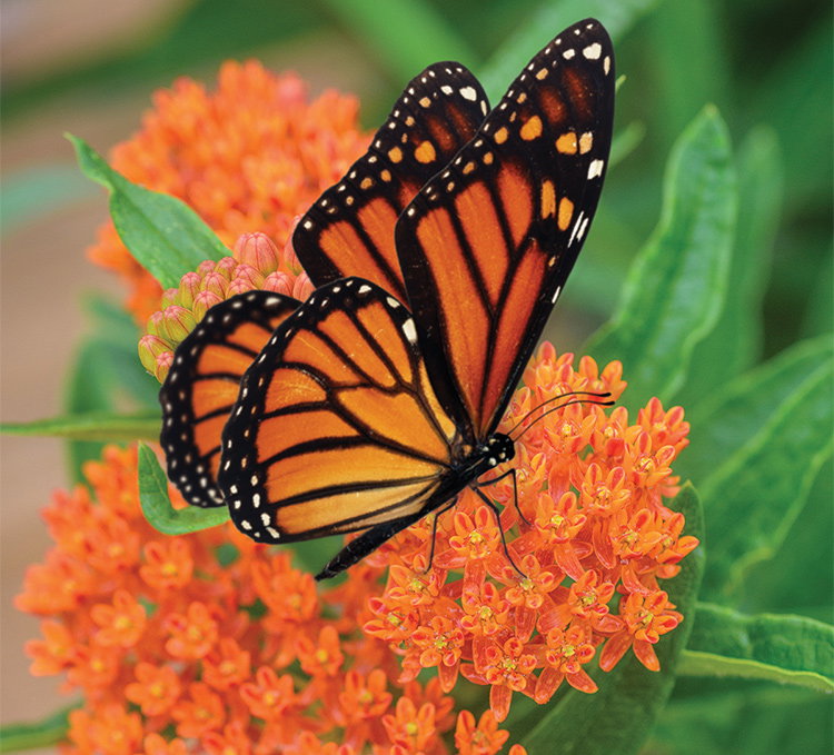 Butterfly Weed, Asclepias Tuberosa