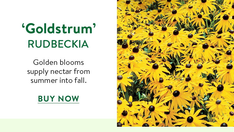 Goldstrum, Rudbeckia