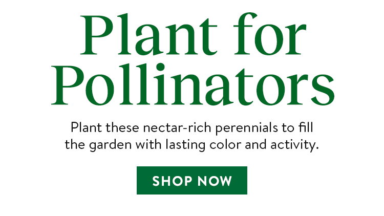 Perennial Pollinators