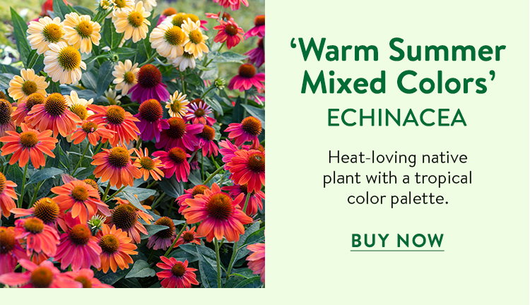 Warm Summer, Echinacea