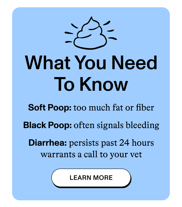 What You Need To Know  Soft Poop: too much fat or fiber  Black Poop: often signals bleeding  Diarrhea: persists past 24 hours warrants a call to your vet  [LEARN MORE]