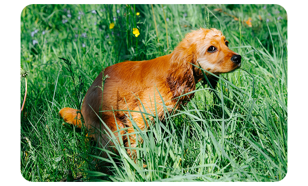 SPOT&TANGO