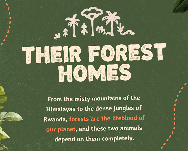 From the misty mountains of the Himalayas to the dense jungles of Rwanda, forests are the lifeblood of our planet. These two incredible animals depend on them completely, and you can track both of them on the Fahlo app.
